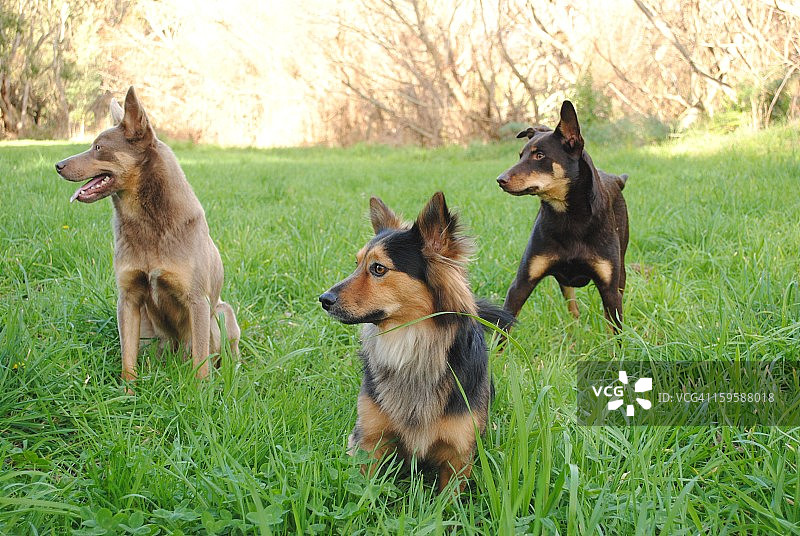 狼群！图片素材