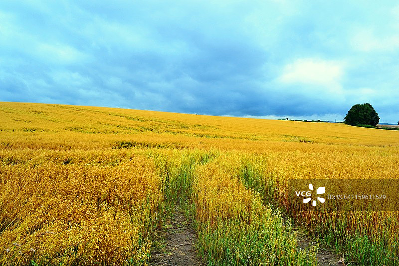 北约克郡夏季风光图片素材