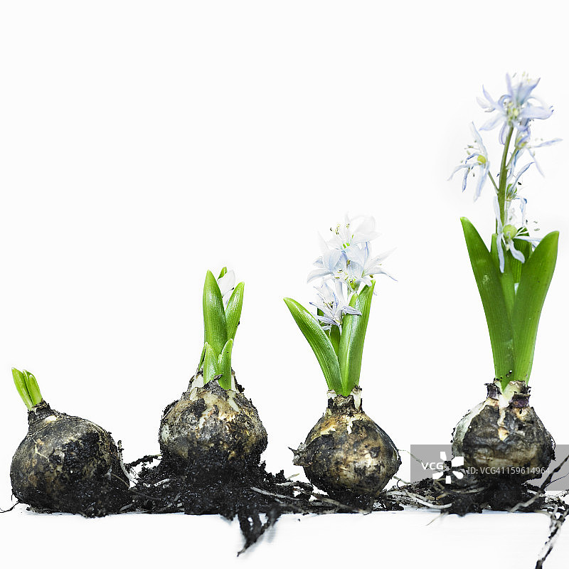 球茎生长开花的阶段图片素材