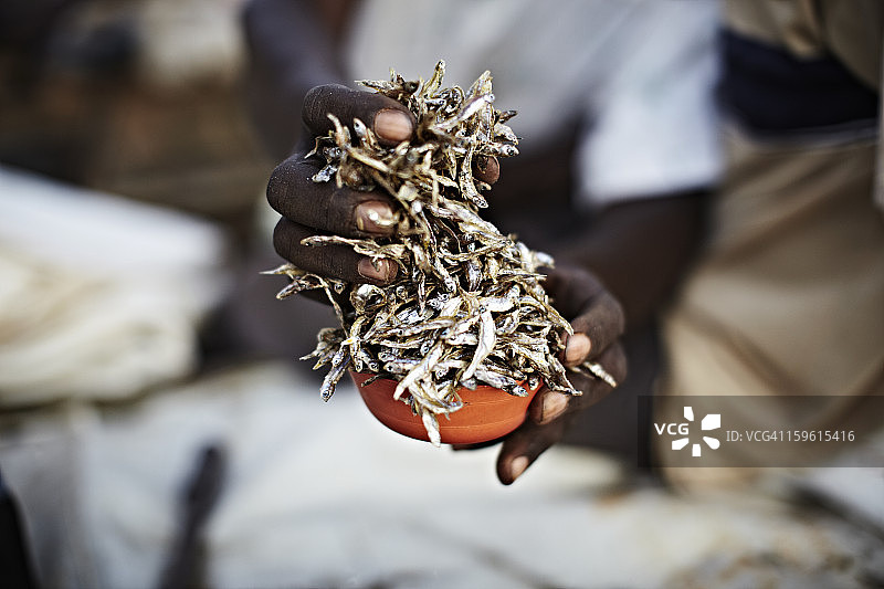 手捧卡本塔鱼图片素材