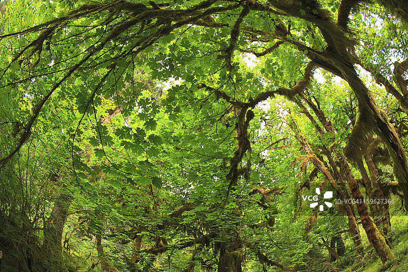 美国华盛顿奥林匹克国家公园霍赫雨林图片素材