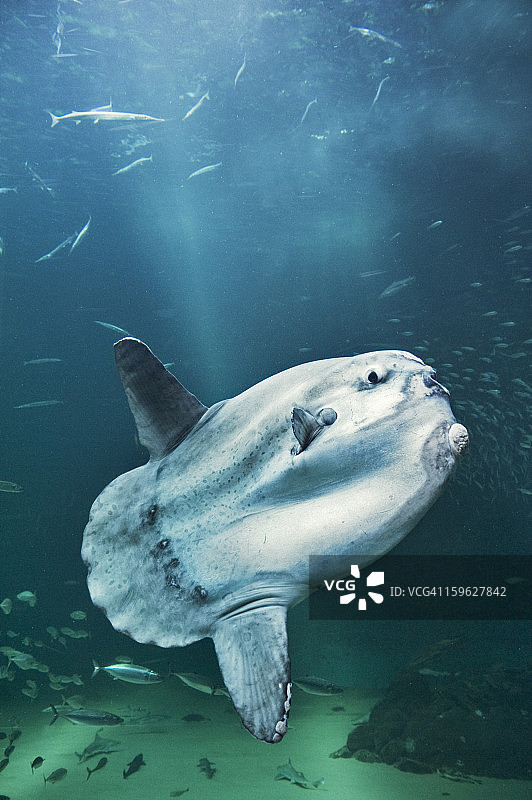 翻车鱼图片素材