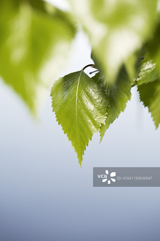 晴空下芙蓉叶特写图片素材