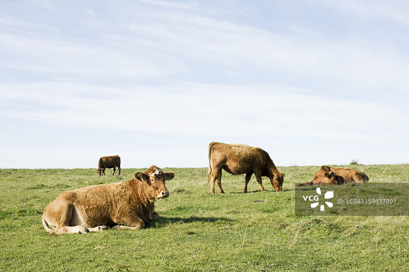 阴天田野上吃草的家牛图片素材