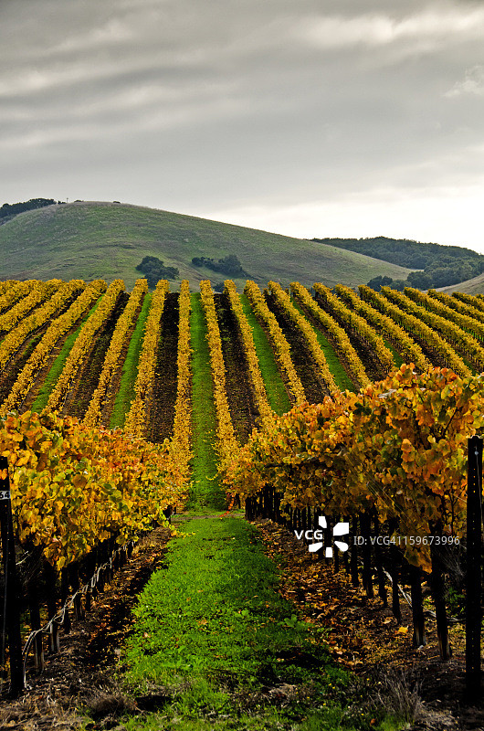 葡萄园的色彩图片素材