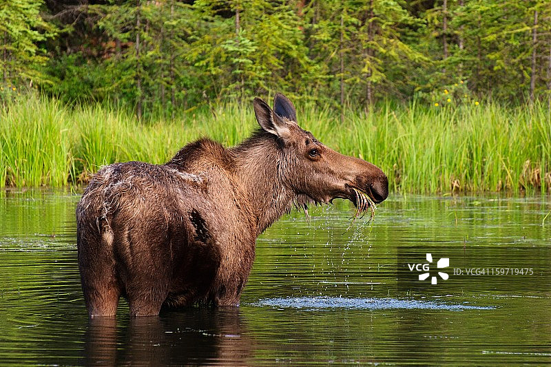 德纳里的驼鹿图片素材