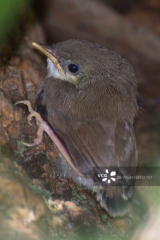 阿斯利·普里尼亚图片素材