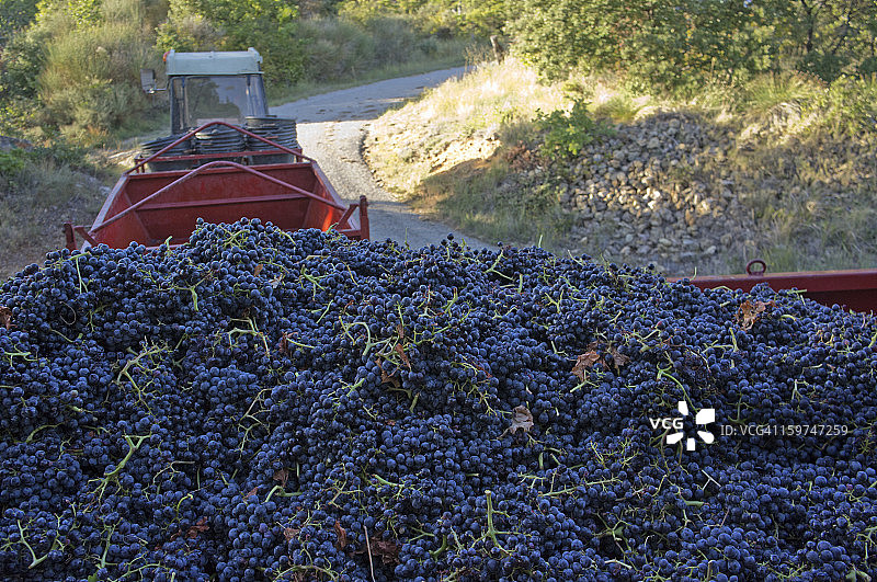 拖车上收获的黑色葡萄图片素材