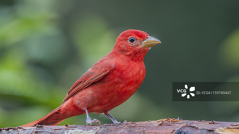 红雀雄鸟图片素材