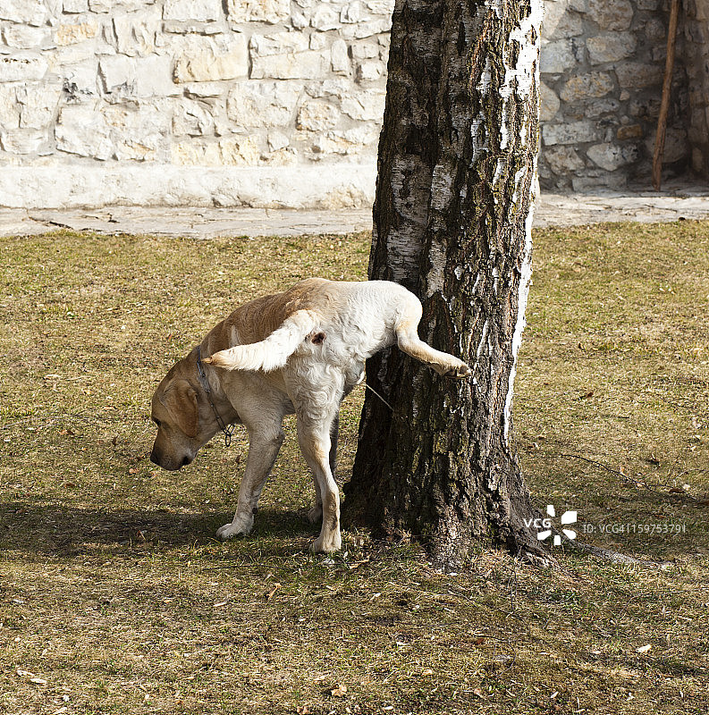 小便的狗图片素材