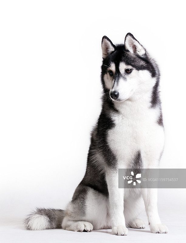 白色背景哈士奇图片素材