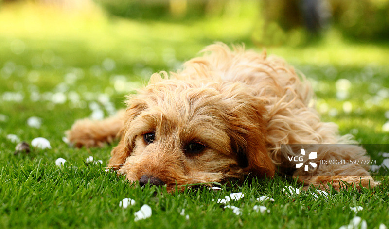 可卡犬贵宾犬混种小狗图片素材
