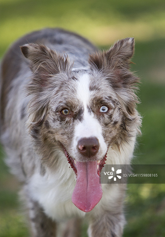 虹膜异色症图片素材