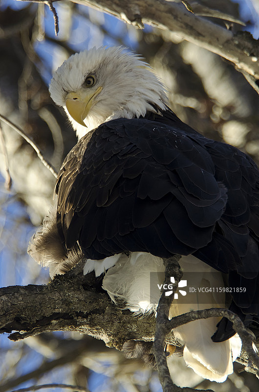 秃鹰从树枝上向下看特写图片素材