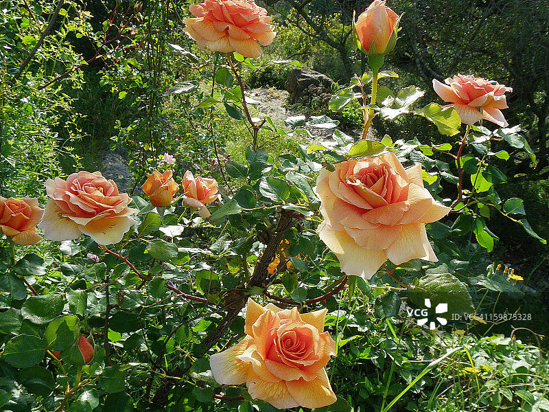 我的玫瑰花园图片素材