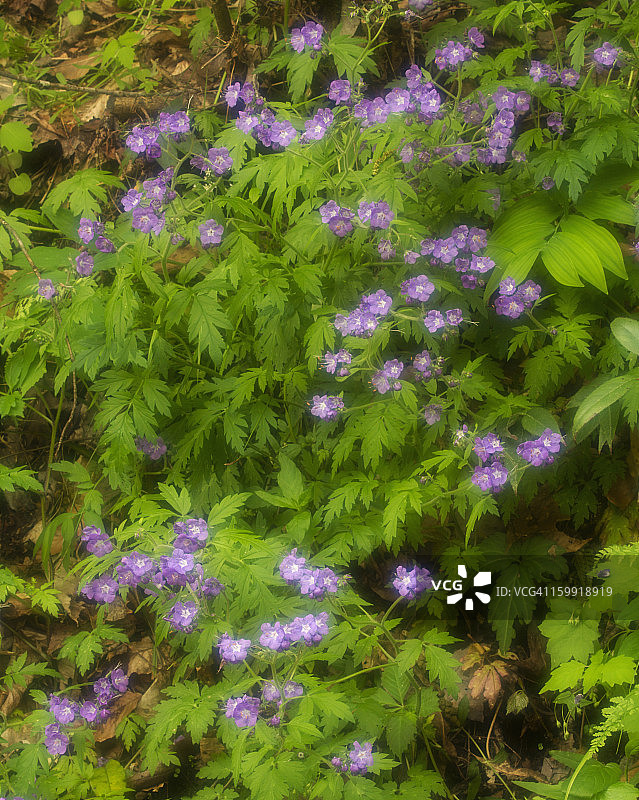 春天里的野生老鹳草图片素材