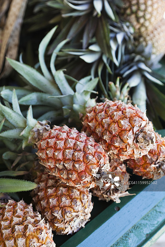 圣文森特岛米斯蒂克岛的菠萝图片素材