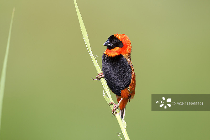 雄性南方红主教鸟展示图片素材
