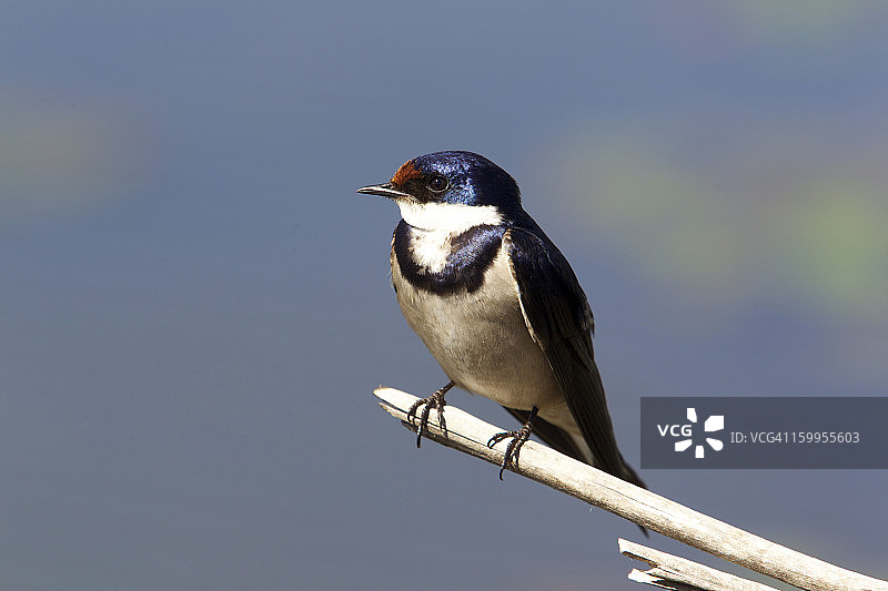 白喉燕图片素材
