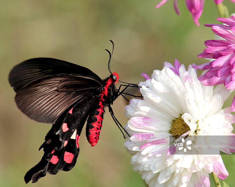 蔷薇凤蝶图片素材