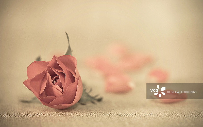 玫瑰花瓣图片素材