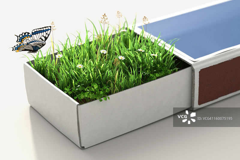 火柴盒里的绿地和蝴蝶图片素材
