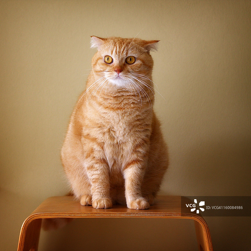 椅子上的猫图片素材