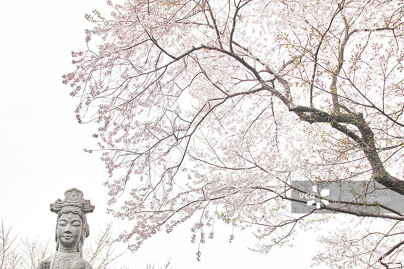 佛像与樱花图片素材