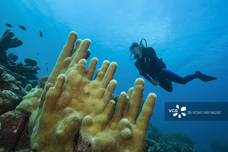 柱珊瑚图片素材