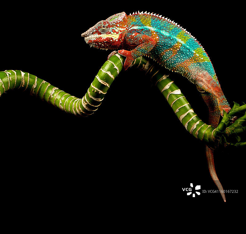 攀爬在树枝上的变色龙图片素材