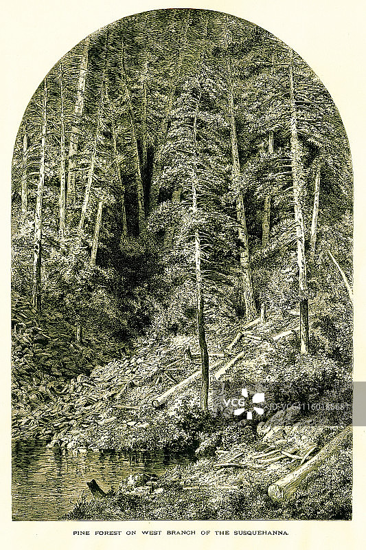 宾夕法尼亚州萨斯奎哈纳河西支的松树林图片素材