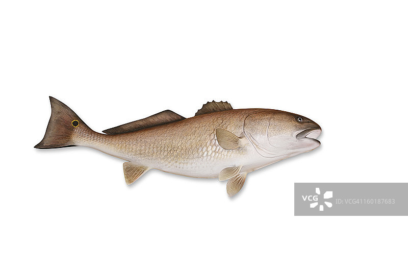 带剪切路径的红鱼图片素材