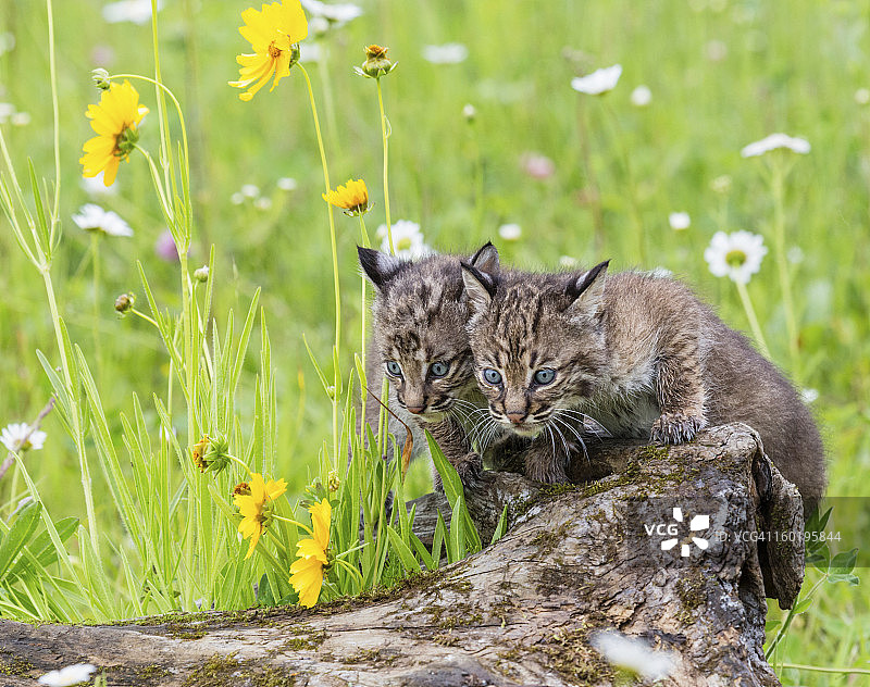 短尾猫幼崽图片素材