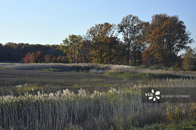 秋天的孟买胡克国家野生动物保护区图片素材