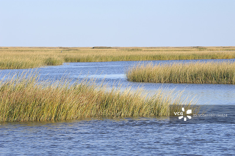 孟买霍克国家野生动物保护区的沼泽图片素材