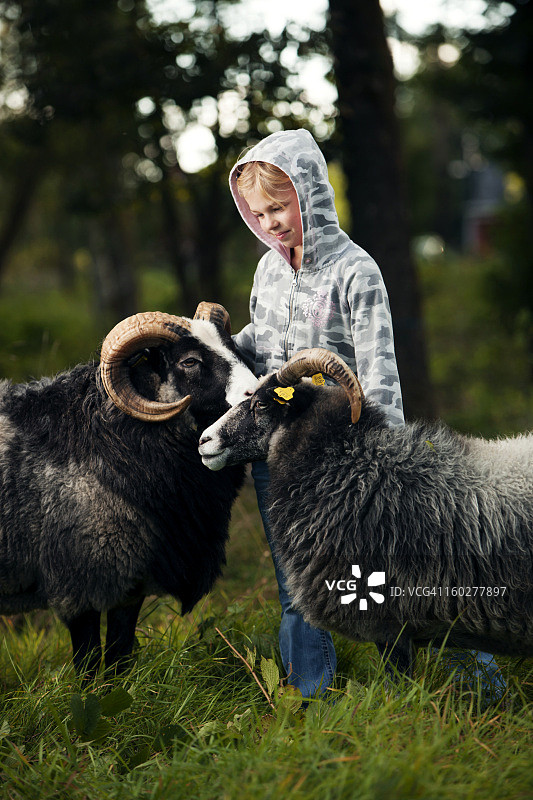 在牧场与公羊/绵羊在一起的女孩图片素材