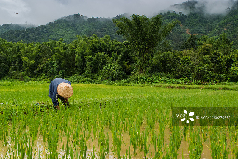 在万荣附近稻田里工作的男人图片素材