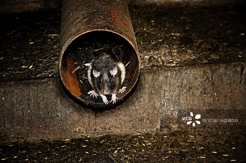 下水道里的老鼠图片素材