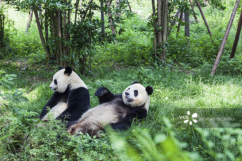 两只大熊猫——中国四川省成都图片素材
