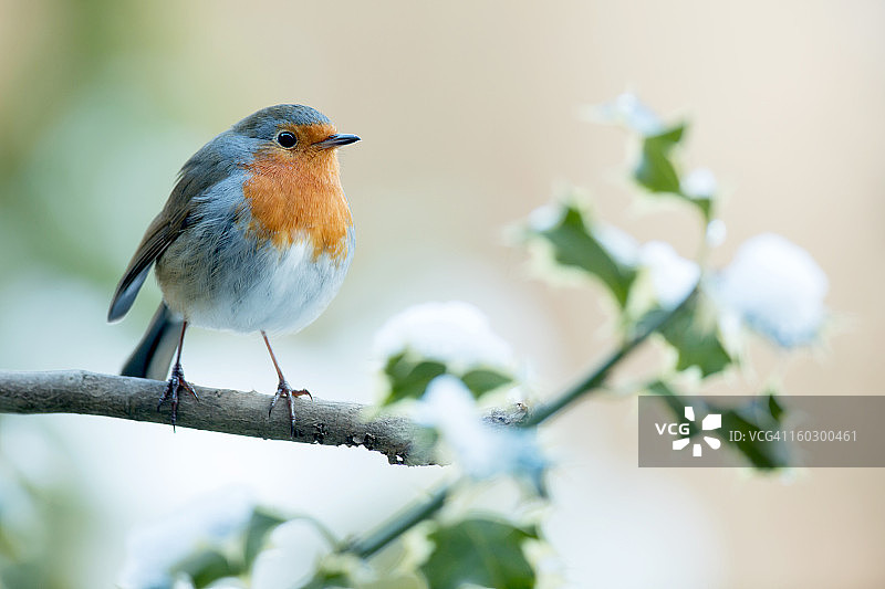 罗宾(红心rubecula)图片素材