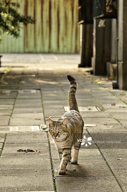 猫走路图片素材