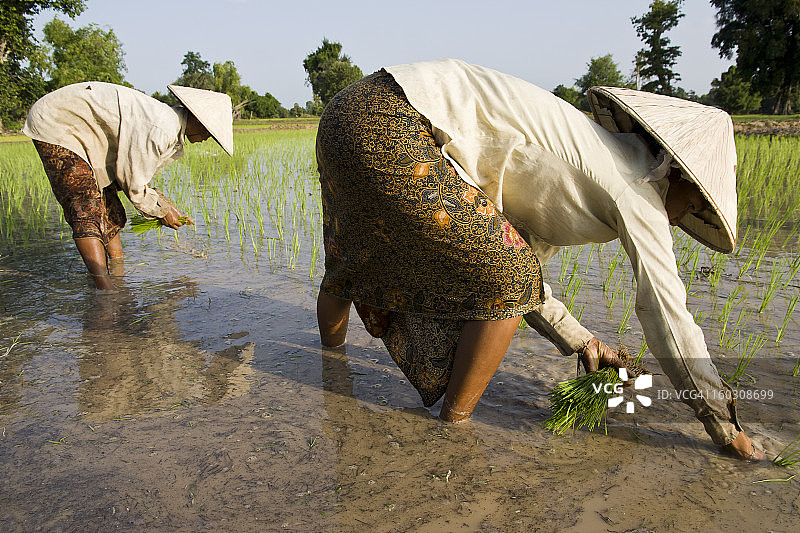 两个女人在稻田里插秧图片素材