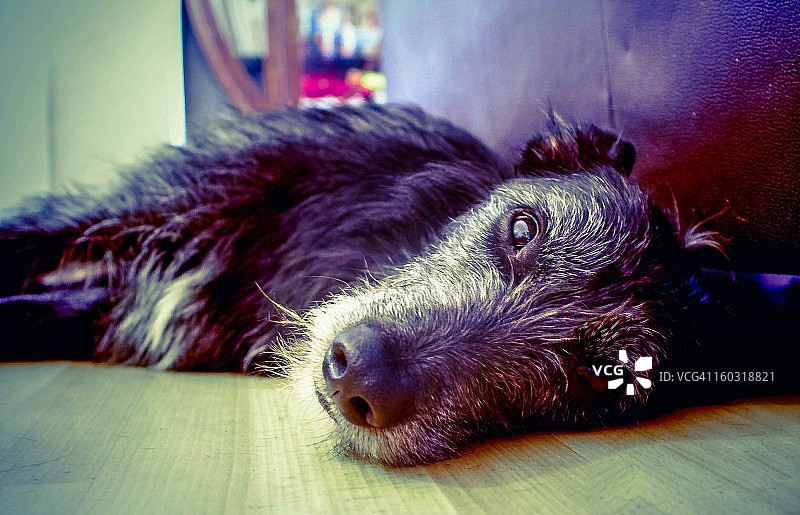 让小狗睡觉吧图片素材