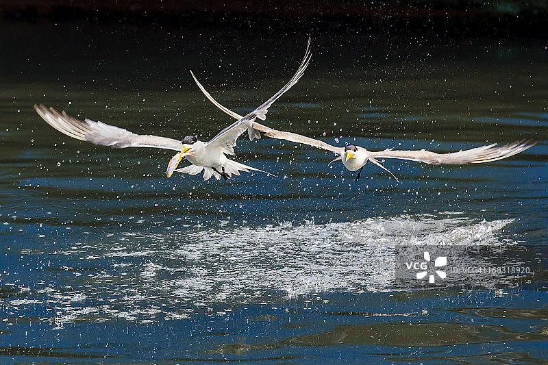 大凤头燕鸥图片素材