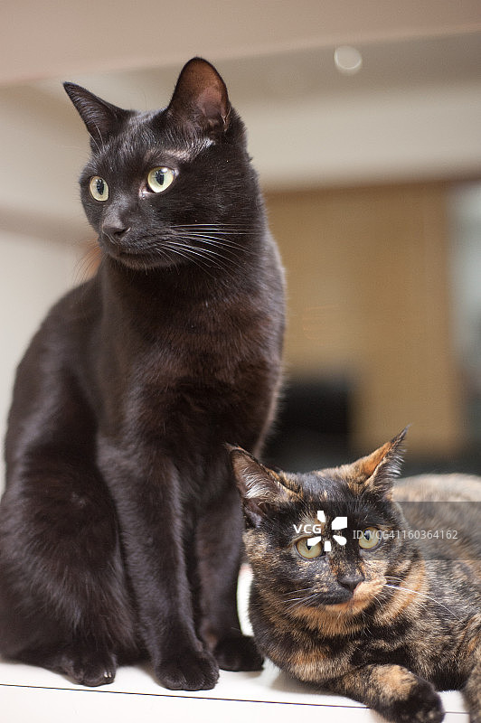 忍者与柯南图片素材