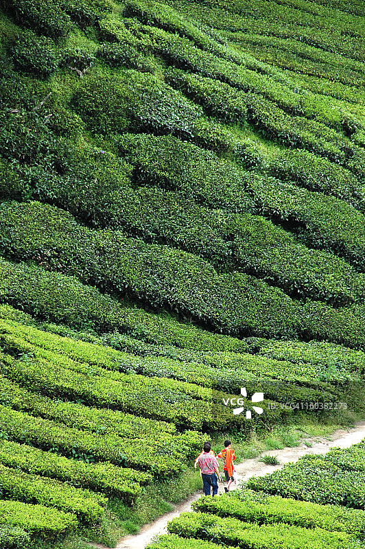 马来西亚茶园图片素材
