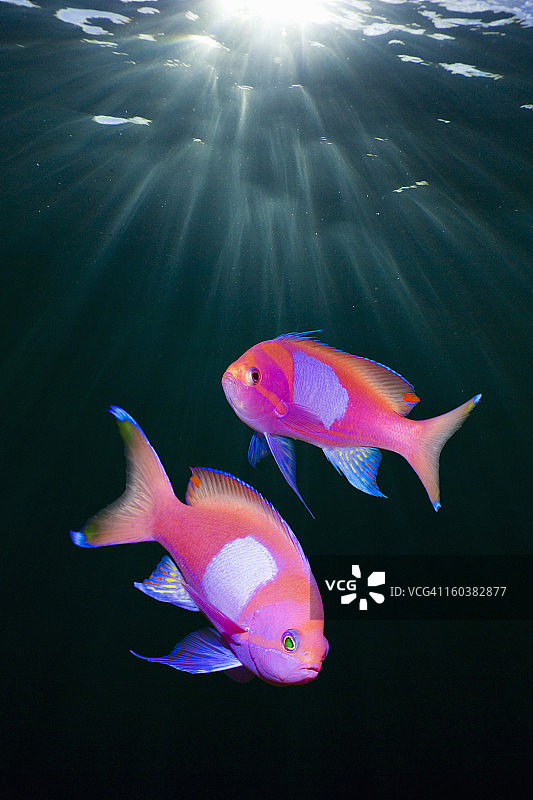 阳光穿透水面，小鱼畅游图片素材