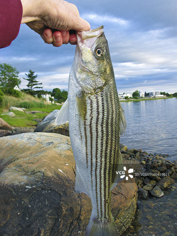 刚捕获的条纹鲈鱼图片素材