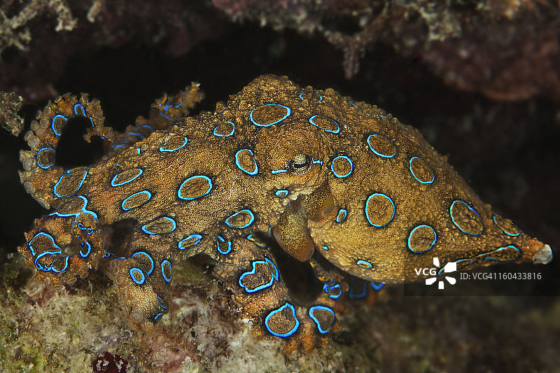 蓝环章鱼图片素材