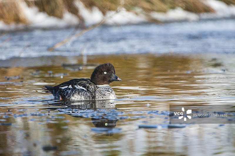 诺福克郡结冰湖面上的雌性潜鸭图片素材